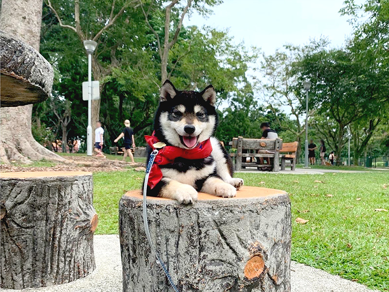 Singapore 極小豆柴犬Kobeコービー君