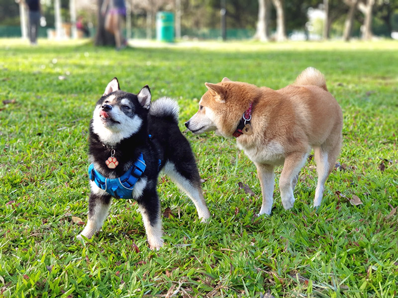 Singapore 極小豆柴犬Kobeコービー君