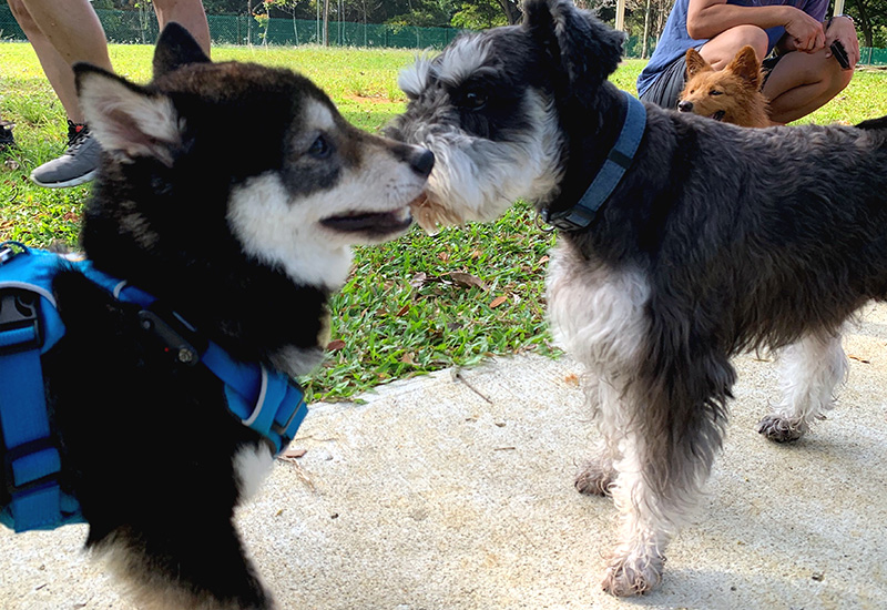 Singapore 極小豆柴犬Kobeコービー君