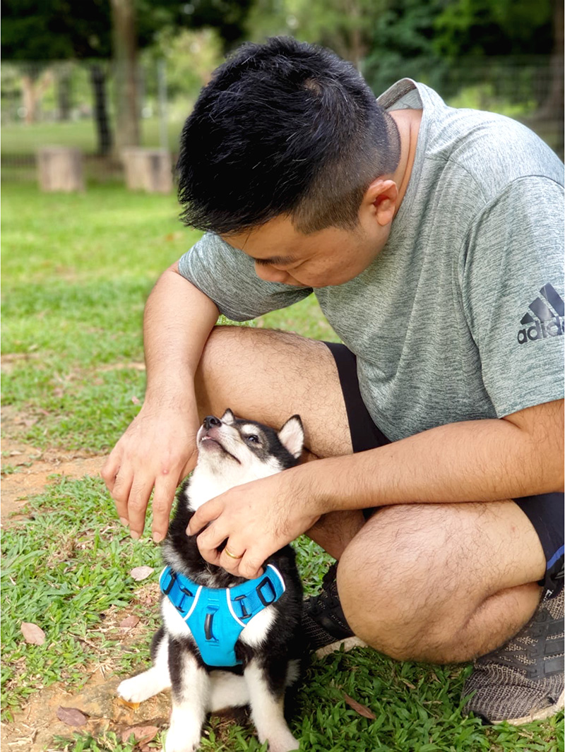 Singapore 極小豆柴犬Kobeコービー君