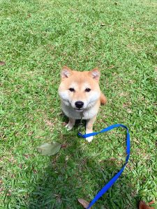 Singapore 極小豆柴犬mikaミカちゃん