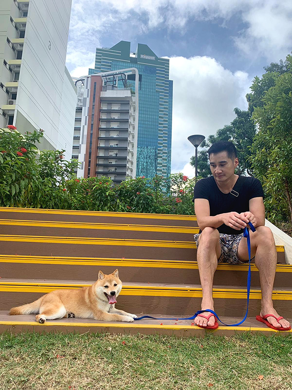 Singapore 極小豆柴犬mikaミカちゃん