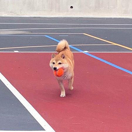 Singapore 極小豆柴犬mikaミカちゃん