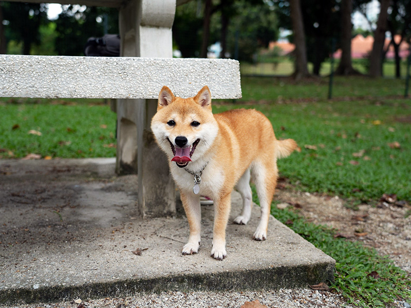 Singapore 極小豆柴犬mikaミカちゃん