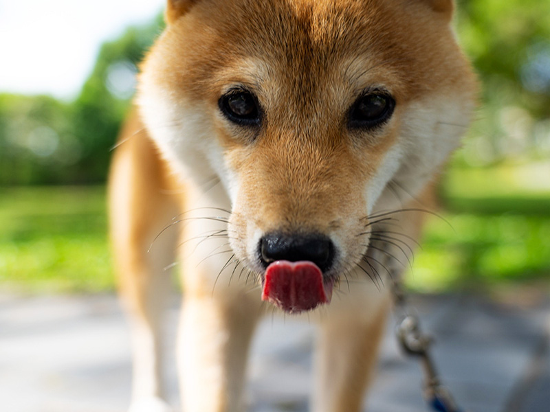 Singapore 極小豆柴犬mikaミカちゃん