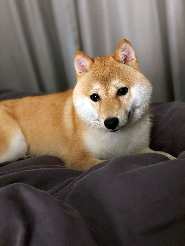 Singapore 極小豆柴犬mikaミカちゃん