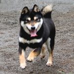 TR06 極小豆柴成犬 ♂