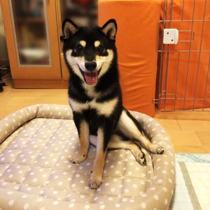 極小豆柴母犬 琉空くん