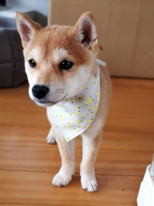 極小豆柴犬 てんくん