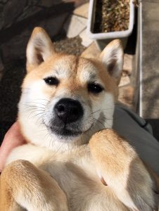 極小豆柴犬 みかんちゃん