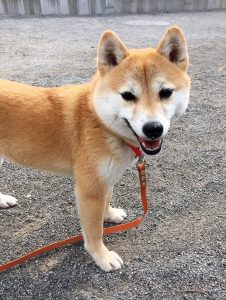 極小豆柴犬 みかんちゃん