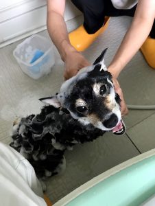 極小豆柴犬 ユウちゃん