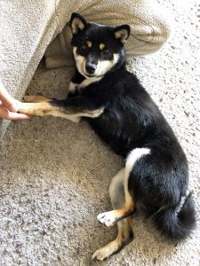 極小豆柴犬　こまめちゃん