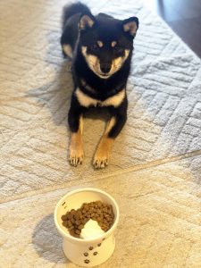 極小豆柴犬　こまめちゃん