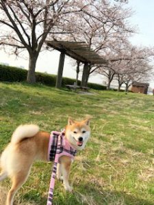 千葉の豆柴犬 リーちゃん