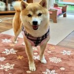 千葉の豆柴犬 リーちゃん