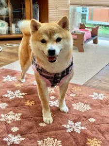 千葉の豆柴犬 リーちゃん