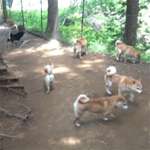 豆柴成犬の運動 お山編