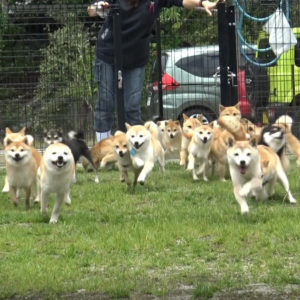 豆柴成犬の運動 お庭編