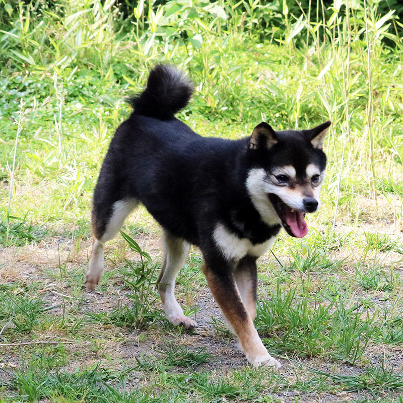 Fp 061 極小豆柴成犬 豆柴ブリーダー富士野荘