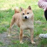 TR-010_極小豆柴犬 訓練犬