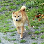 TR-08 豆柴訓練犬