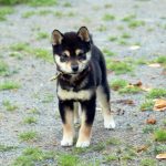 TR-09 豆柴訓練犬