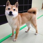 秋葉原 小豆柴の郷の犬