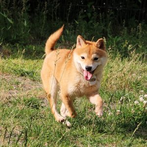 極小豆柴犬 ゴテンくん