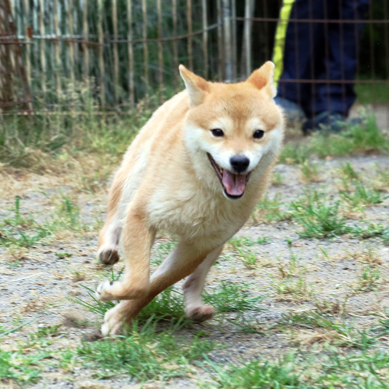 極小豆柴犬 ゴテンくん