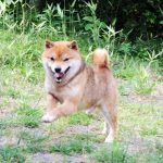 極小豆柴犬 マルスくん