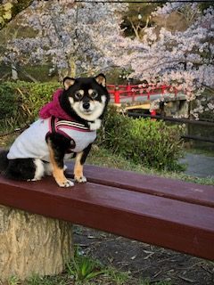 三重の豆柴犬　りんちゃん