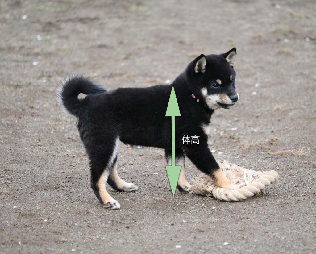 豆柴とは 成犬時の大きさ 血統書 選び方など 豆柴ブリーダー富士野荘