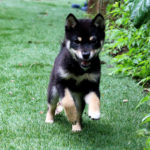 TR-012 極小豆柴犬 訓練犬