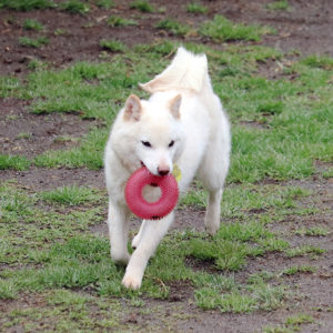 豆柴の成犬