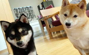 極小豆柴犬のまめ助くんとごま助くん