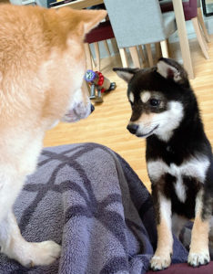 極小豆柴犬のまめ助くんとごま助くん