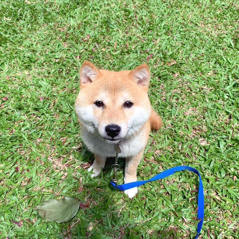 シンガポールの豆柴ミカちゃん