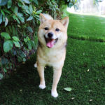 TR-013_極小豆柴犬 訓練犬