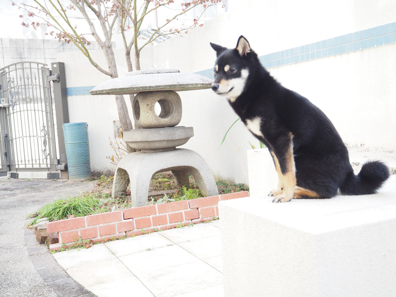 広島の極小豆柴のこはるちゃん