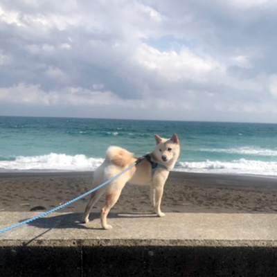 東京の豆柴はるちゃん