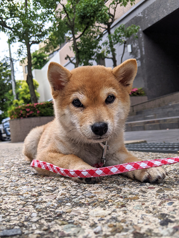 神奈川の極小豆柴犬 長紅良ちゃん