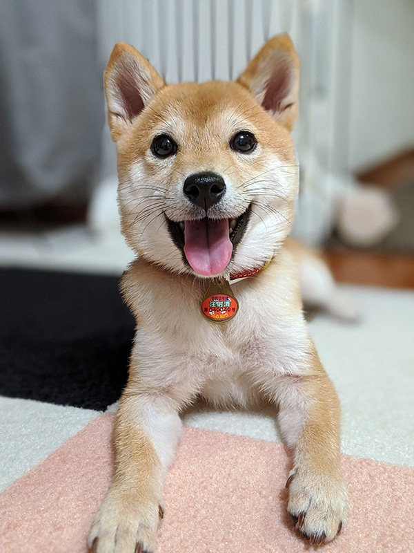 神奈川の極小豆柴犬 長紅良ちゃん