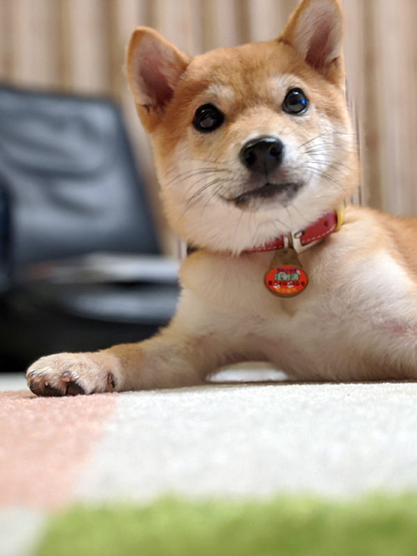 神奈川の極小豆柴犬 長紅良ちゃん