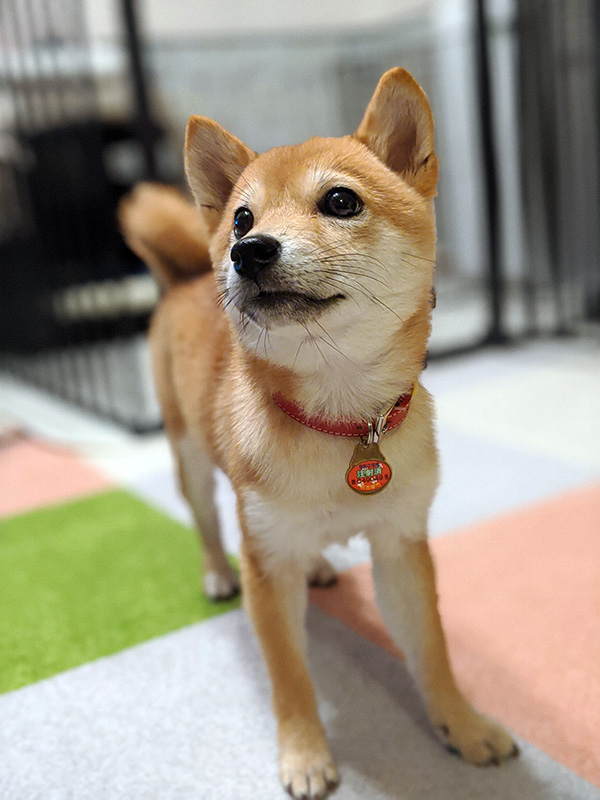 神奈川の極小豆柴犬 長紅良ちゃん