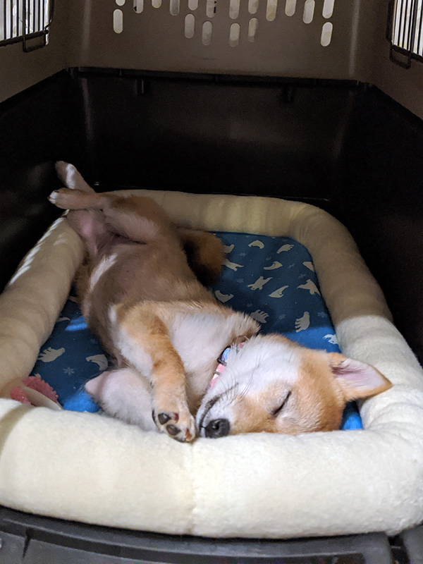 神奈川の極小豆柴犬 長紅良ちゃん