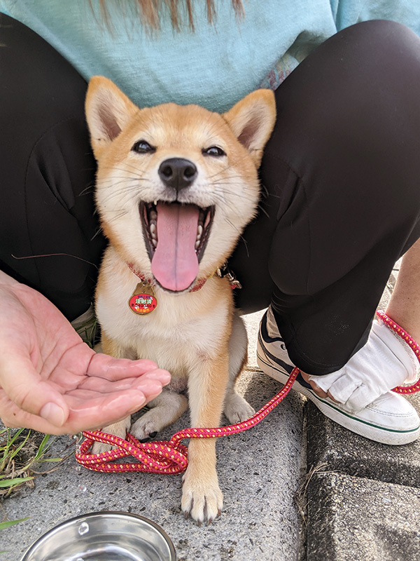 神奈川の極小豆柴犬 長紅良ちゃん