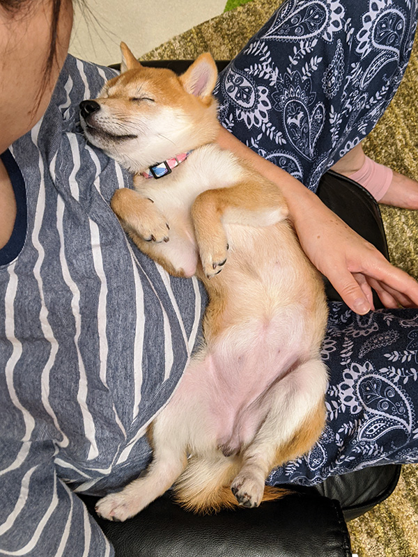 神奈川の極小豆柴犬 長紅良ちゃん