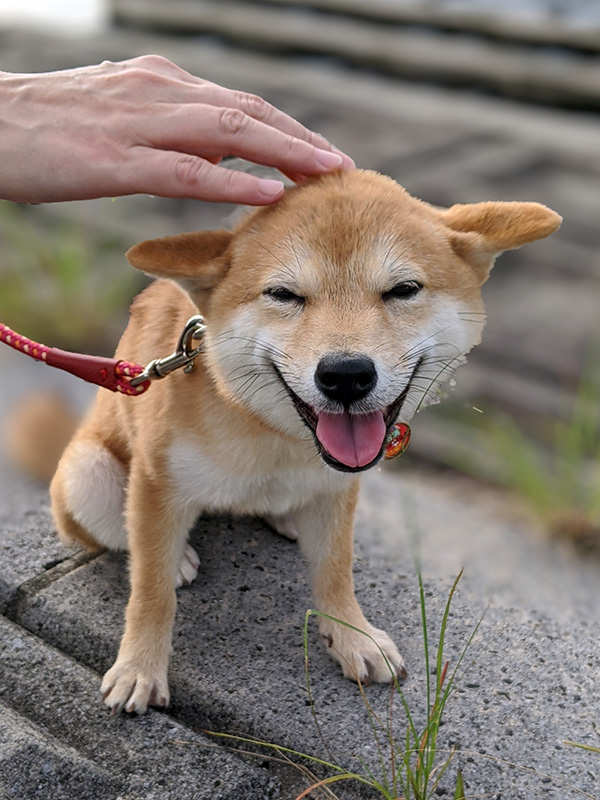 神奈川の極小豆柴犬 長紅良ちゃん