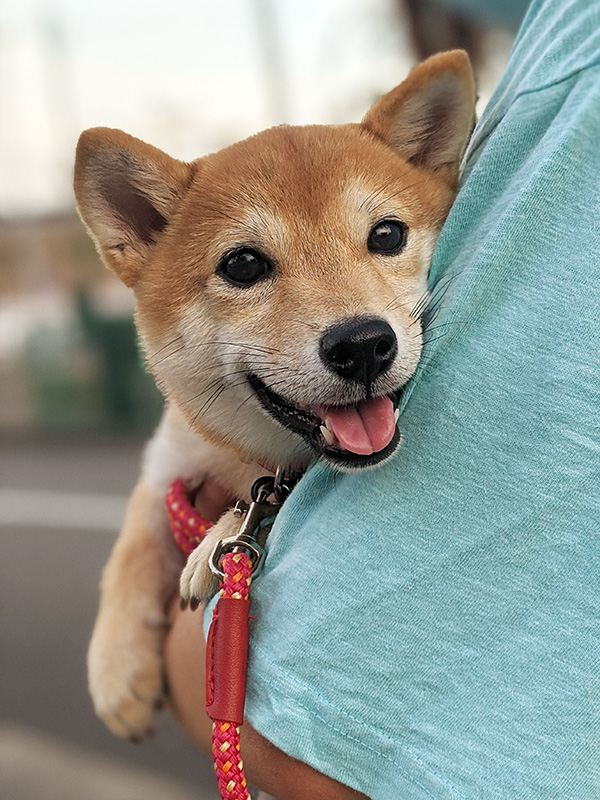 神奈川の極小豆柴犬 長紅良ちゃん